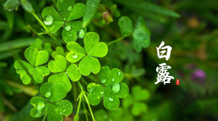 白露時(shí)節(jié)！ 金環(huán)電器提醒大家要注意這些事項(xiàng)